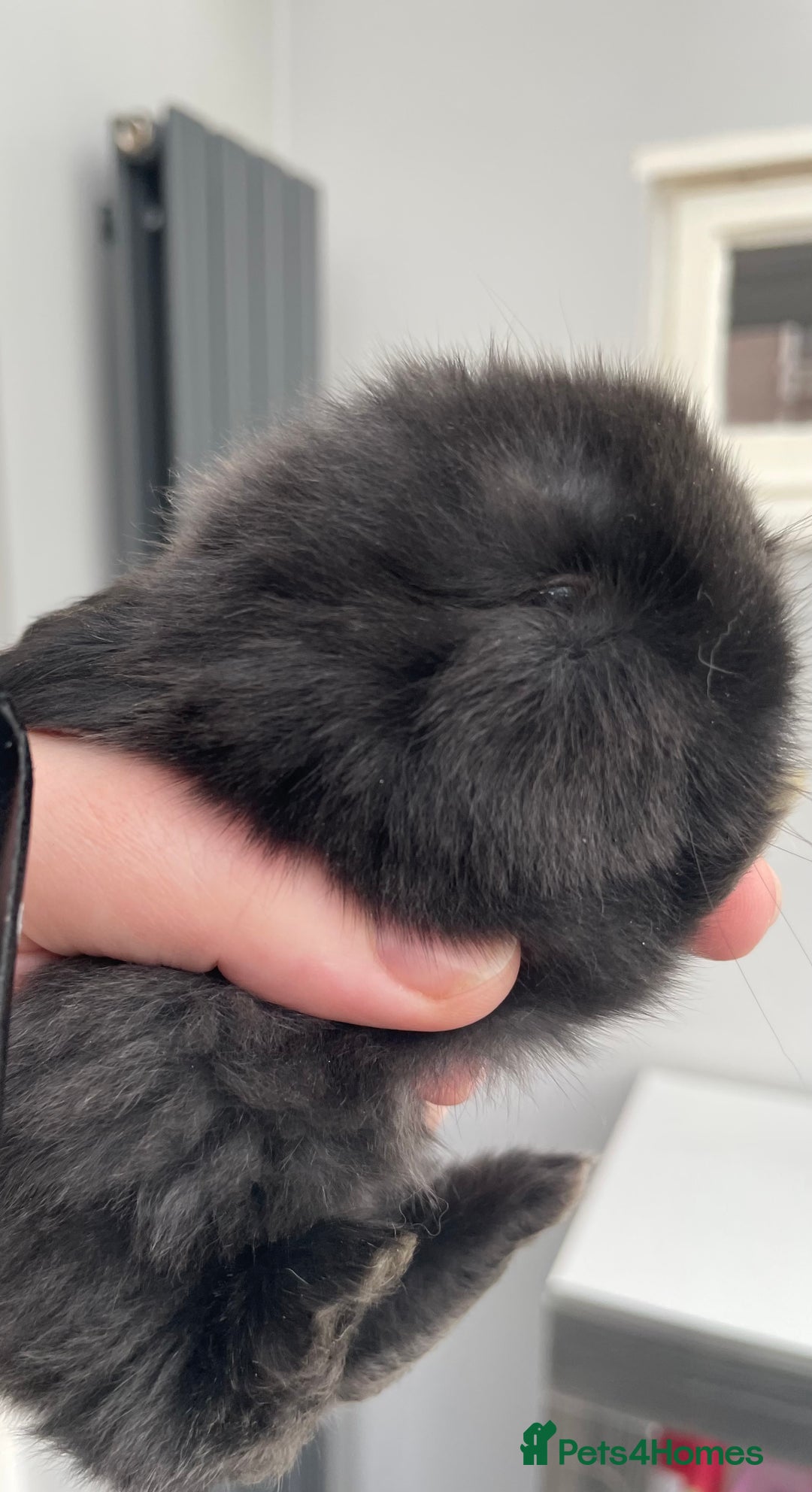 Mini Lop rabbits for sale: Beautiful Mini lop Bunnies - Image 5