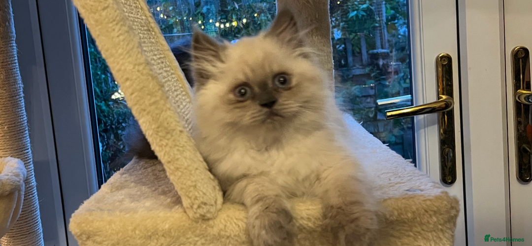 Persian cats for sale: Ready Now 2 Boys/1 Girl Persian Fluff Monsters - Image 5