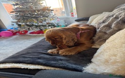Cocker Spaniel dogs for sale: Meet Daisy – looking for her forever home❤️ - Advert 21