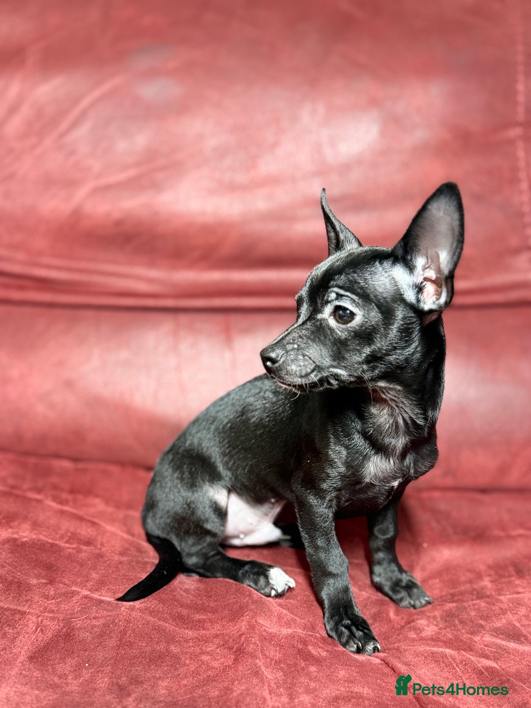 Chihuahua dogs for sale: 🐾 Beautiful Chihuahua Puppies - Advert 7