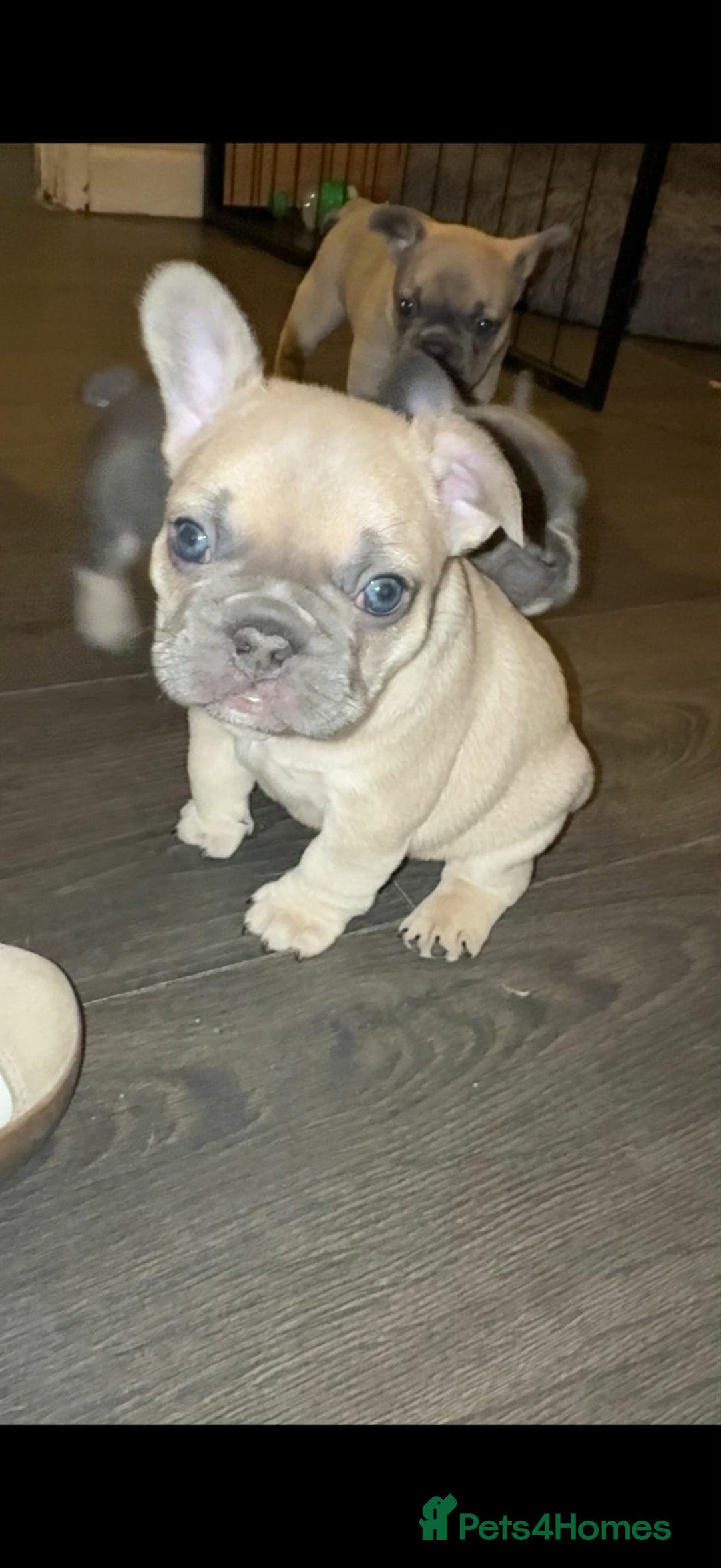 French Bulldog dogs for sale: French bulldog puppies - Advert 2