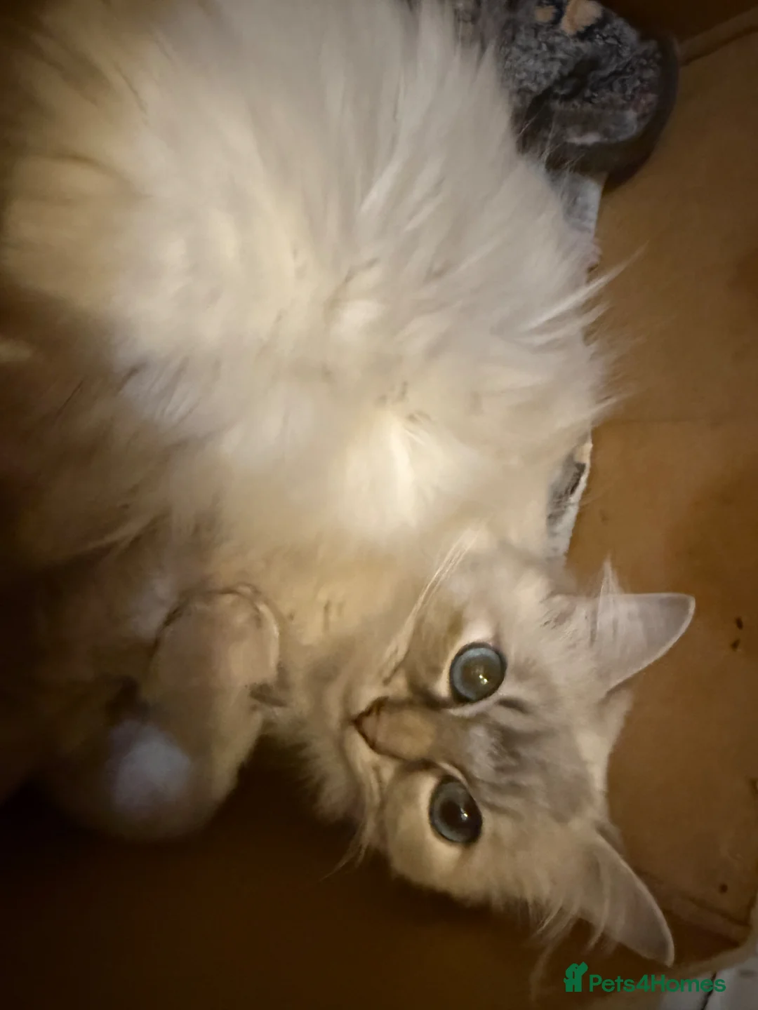 Ragdoll cats for sale: Rare flame point boy pure bred white fur blue eyes - Advert 2