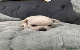 Chihuahua dogs for sale: Puppies chihuahuas 1 boy and 2 little princesses  - Image 27