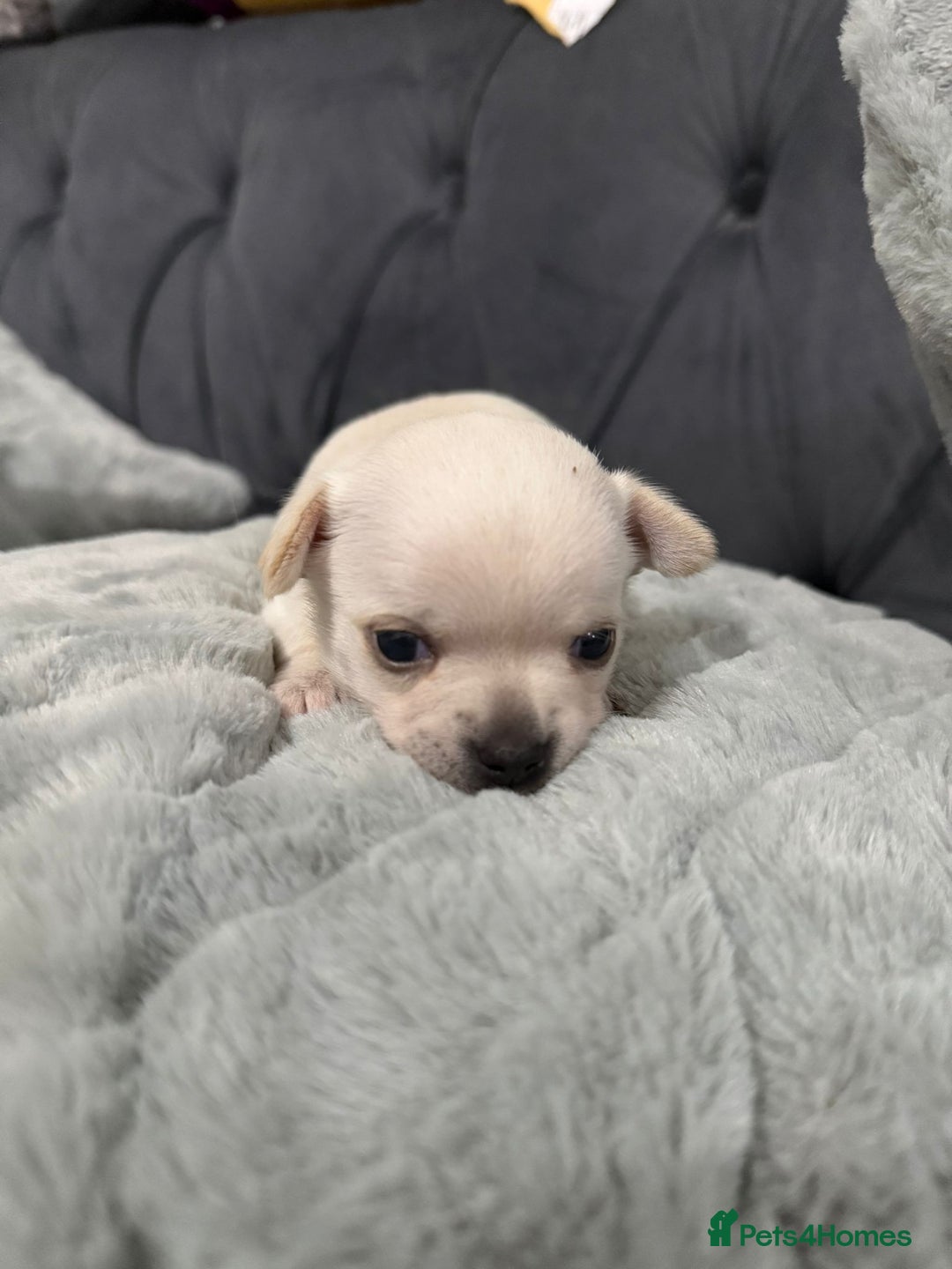 Chihuahua dogs for sale: Puppies chihuahuas 1 boy and 2 little princesses  - Image 27