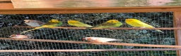 Mixed Breed birds for sale: Aviary of birds free to good home - Advert 1