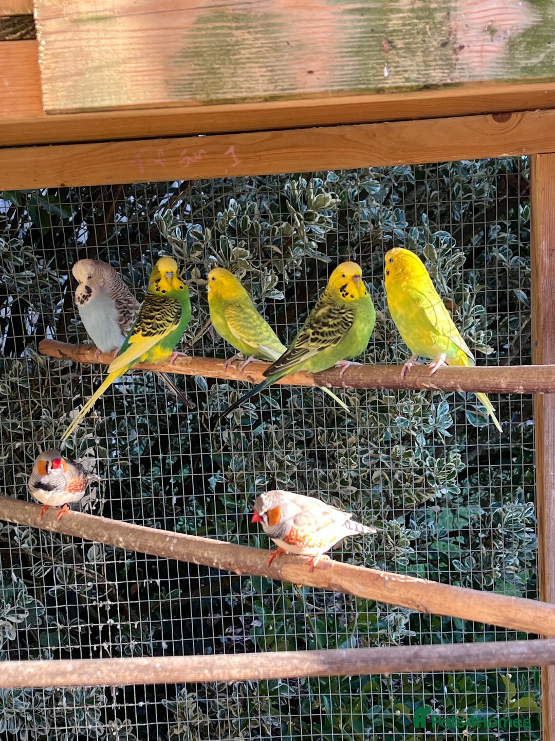 Mixed Breed birds for sale: Aviary of birds free to good home - Advert 1