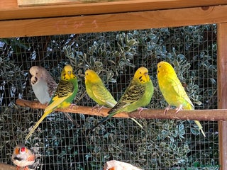 Mixed Breed birds Aviary of birds free to good home - Advert 1