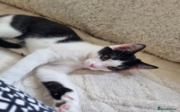 Mixed Breed cats for sale: 1 girl left of litter, ready for new home.  - Image 4