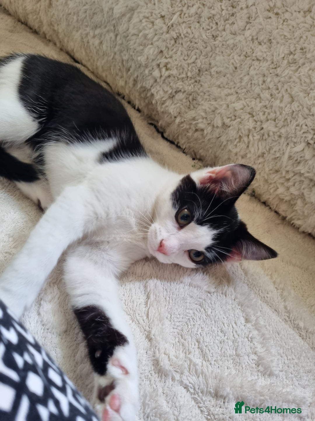 Mixed Breed cats for sale: 1 girl left of litter, ready for new home.  - Image 4