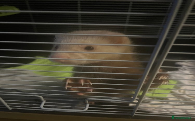 Ferret rodents - Advert 4