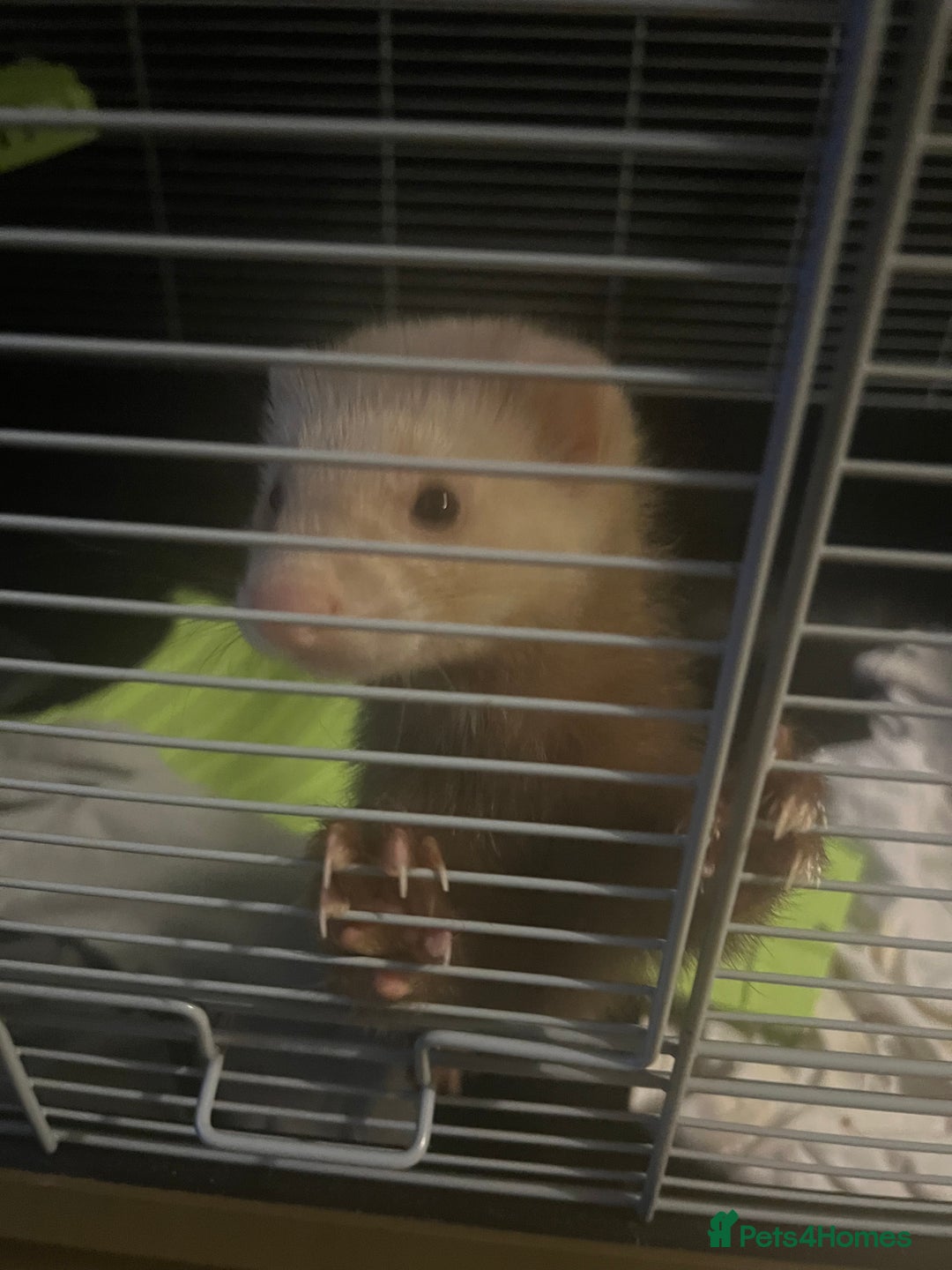 Ferret rodents for sale: Sweet 9-Week Old Male Ferret  - Image 1