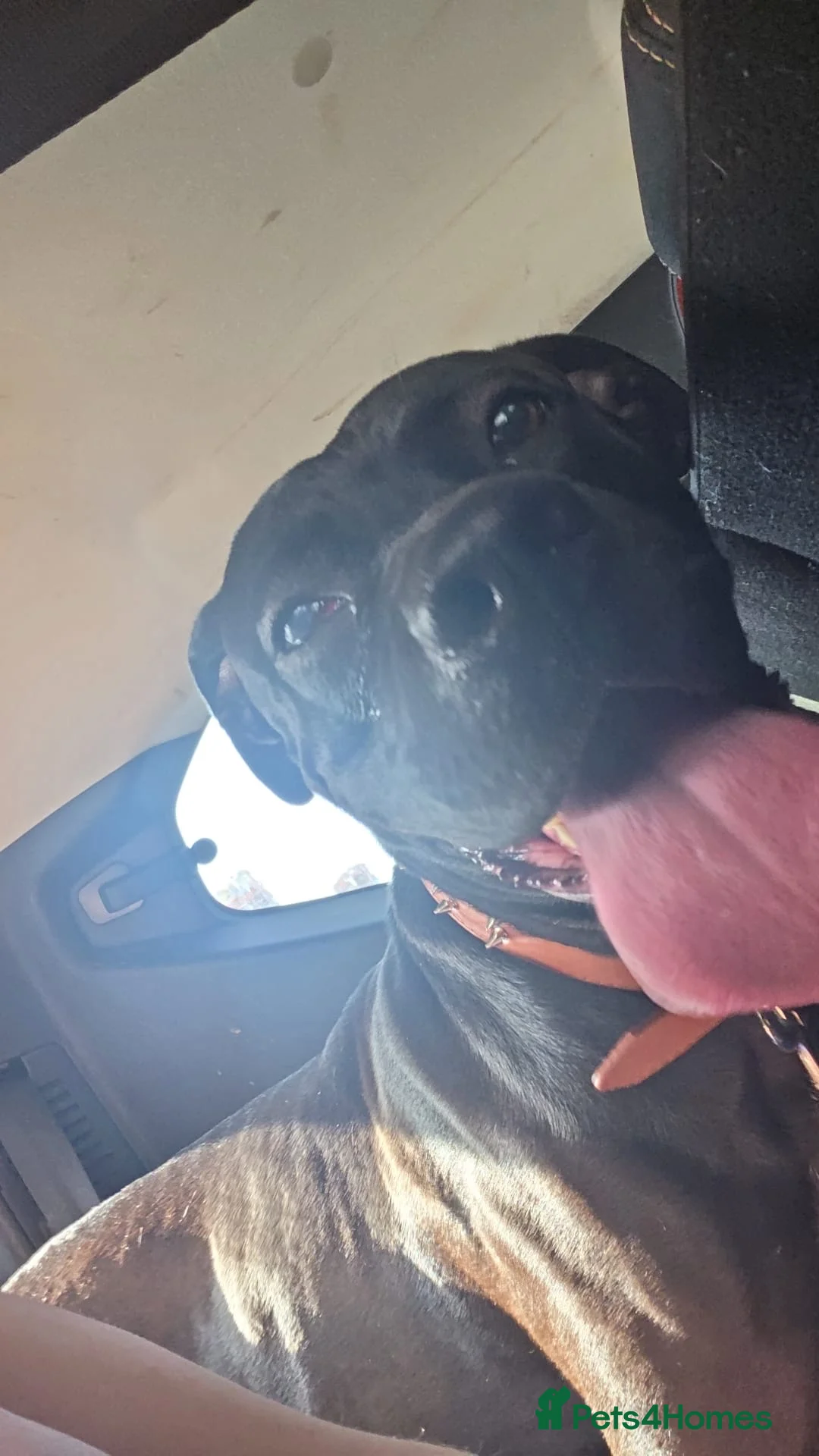 Mixed Breed dogs for sale: Cane corso male  - Advert 3