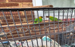 Lovebirds birds for sale: Pair of lovebirds  - Image 2
