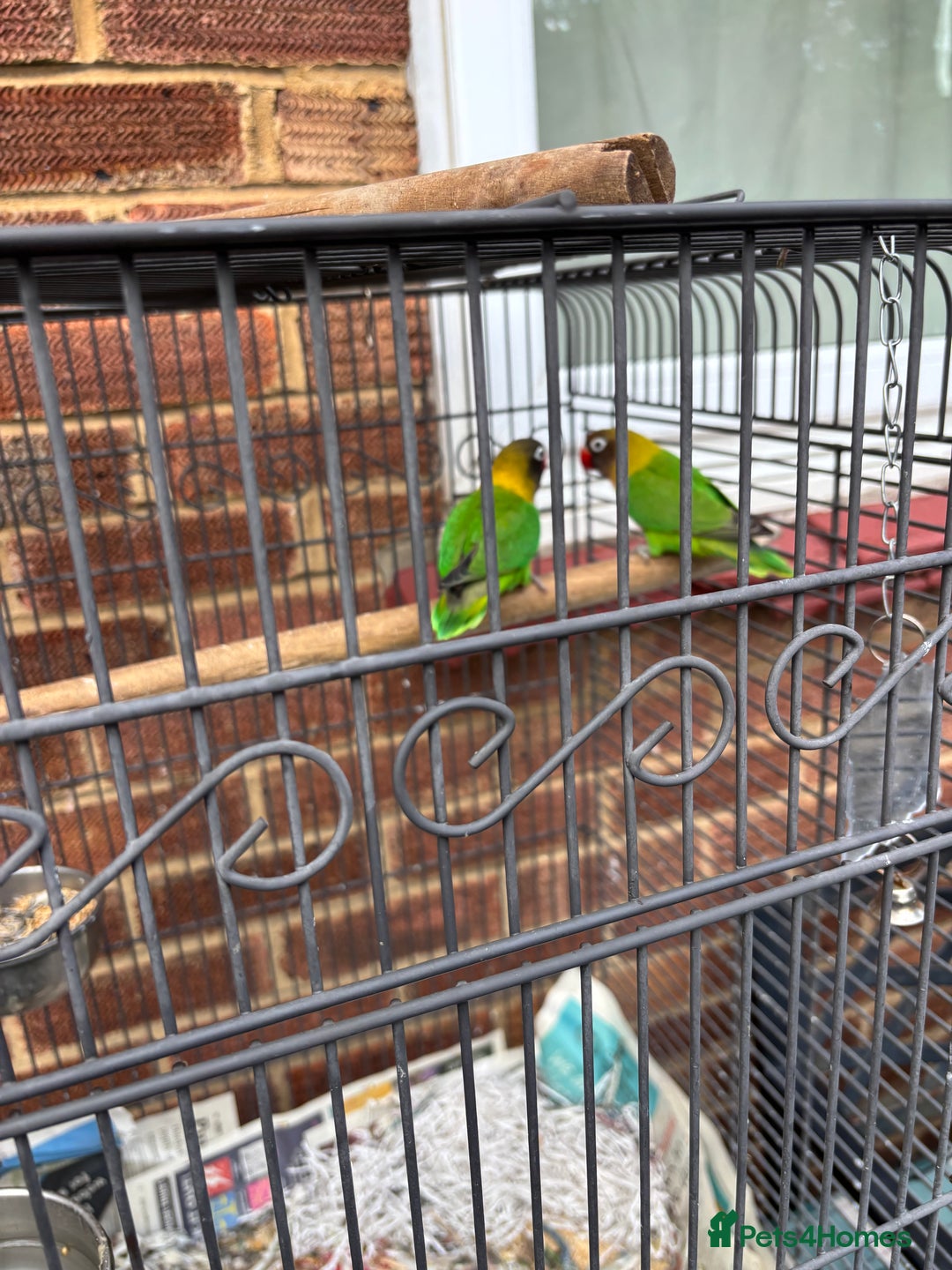 Lovebirds birds for sale: Pair of lovebirds  - Image 2