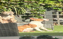 English Bull Terrier dogs for sale: 7 month old English bull terrier  - Image 1