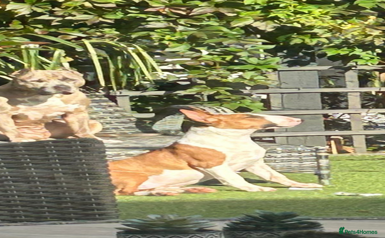 English Bull Terrier dogs - Advert 9