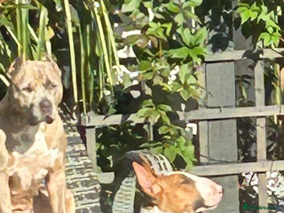 English Bull Terrier dogs for sale - Advert 1