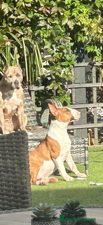 English Bull Terrier dogs - Advert 1