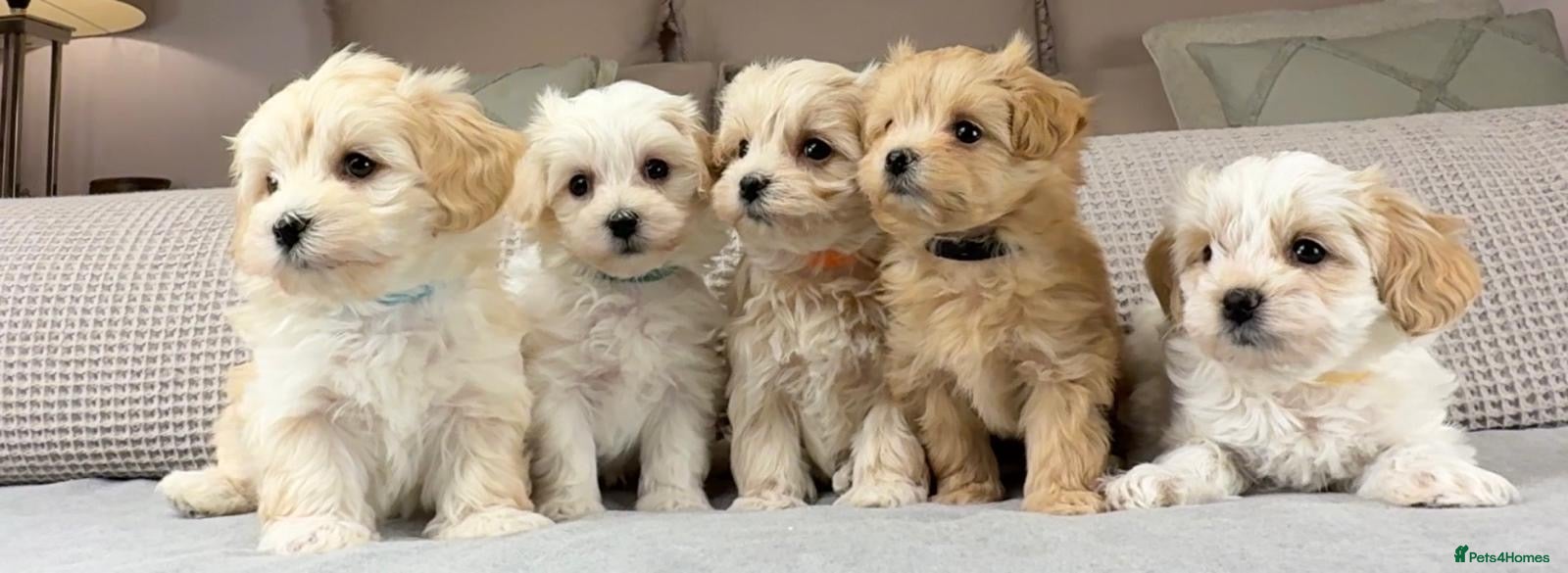 Maltipoo dogs MORE MALTIPOOS? INSTAGRAM "OAKWELL  RETRIEVERS" - Advert 1
