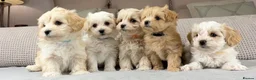 Maltipoo dogs for sale: A BEAUTIFUL ARRAY OF COLOURS AND LOVELINESS  - Advert 4