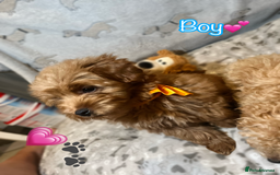 Miniature Poodle dogs for sale: 🐶 Miniature Poodle Puppies! 🐾 - Image 6