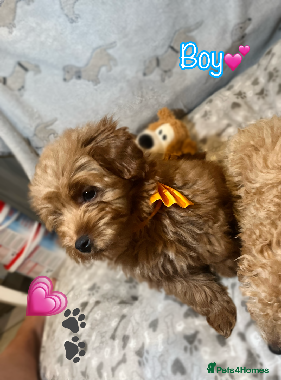 Miniature Poodle dogs for sale: 🐶 Miniature Poodle Puppies! 🐾 - Image 6