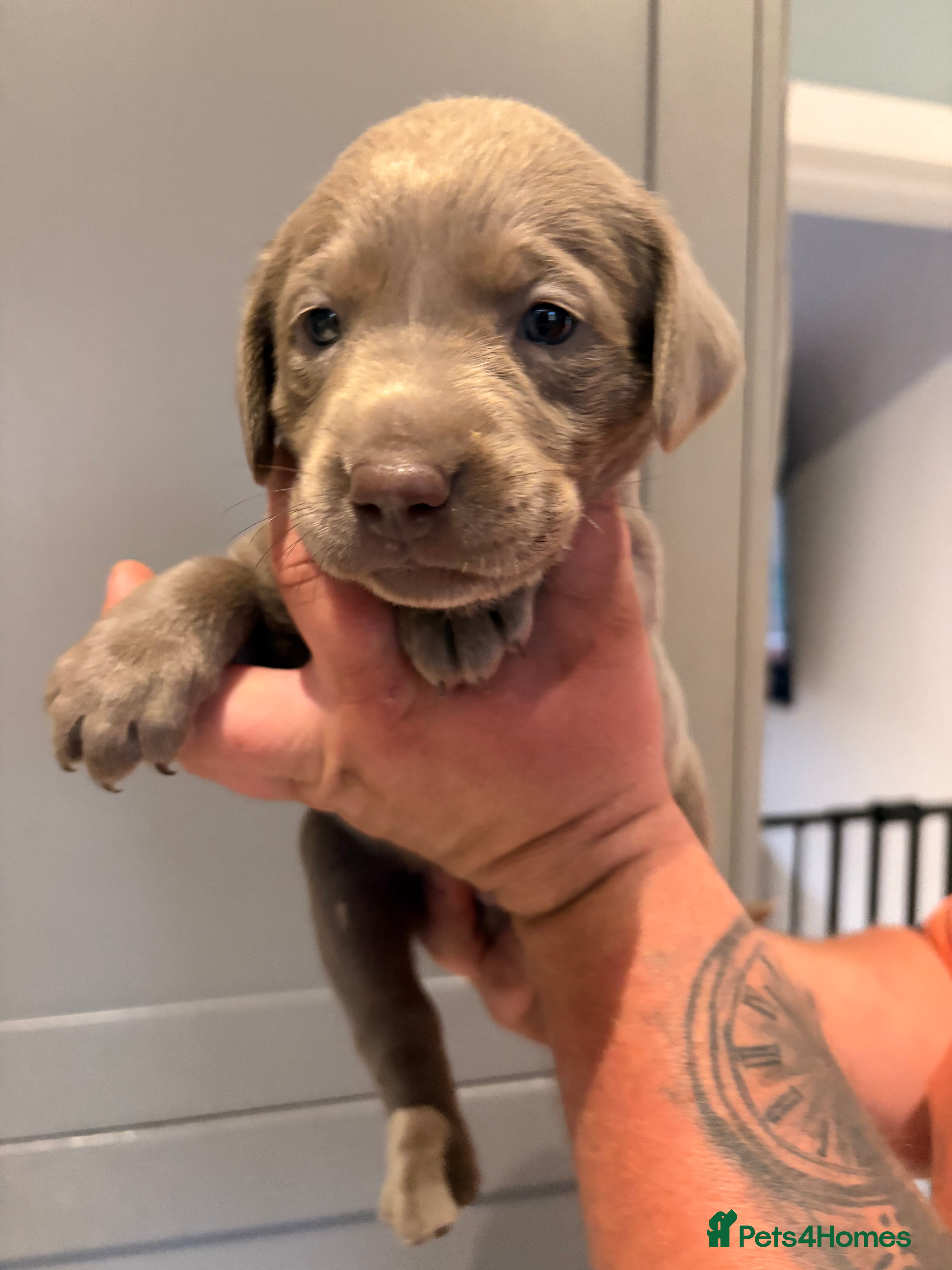 Labrador Retriever dogs KC registered Silver Labrador puppies for sale - Advert 2