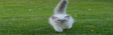 Ragdoll Kitten 3