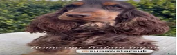 Cocker Spaniel dogs for sale: Stunning show cockers  in Doncaster - Advert 5