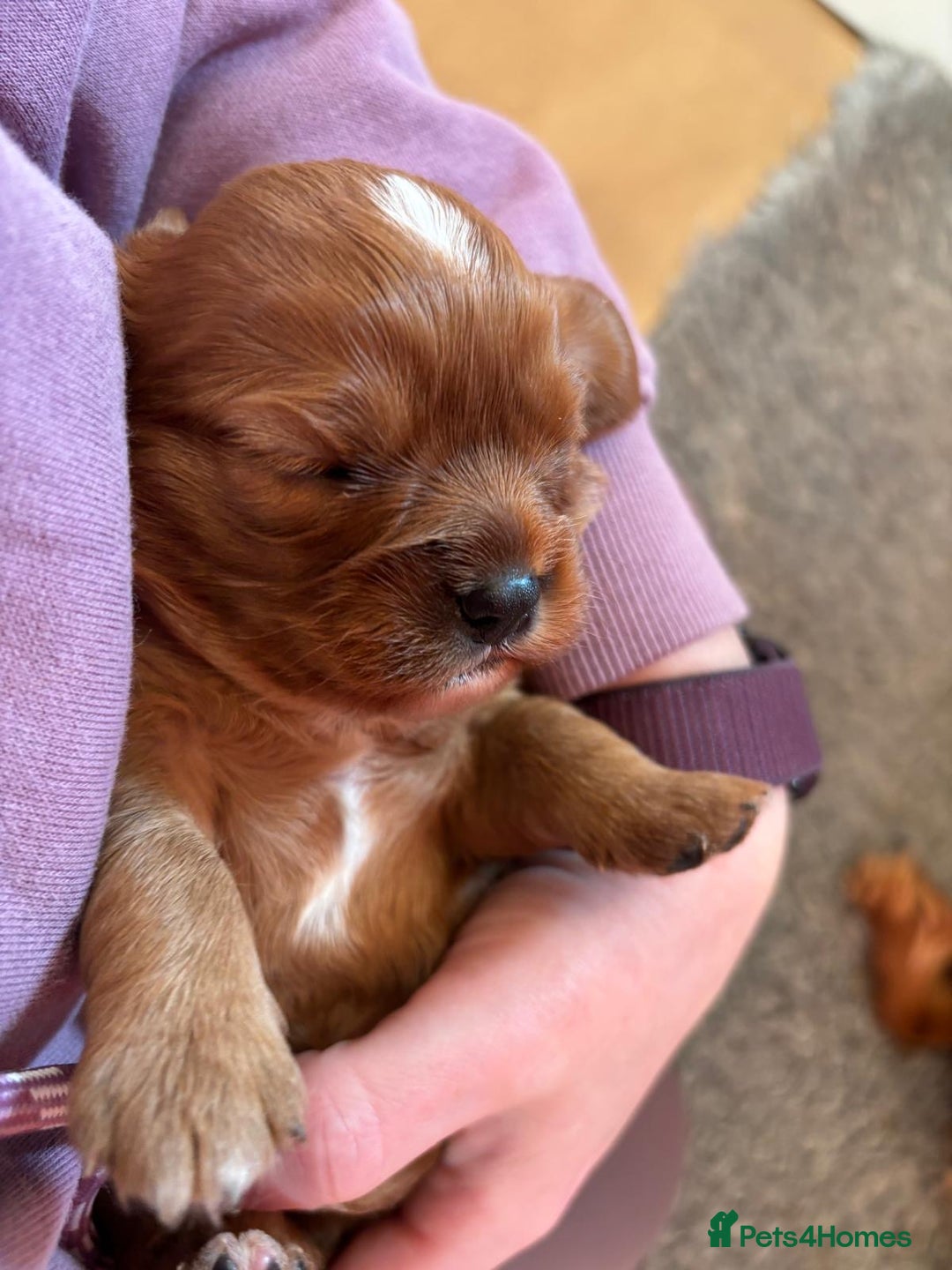 Cavalier King Charles Spaniel dogs for sale: Kc Reg, health tested Cavalier King Charles  - Advert 7
