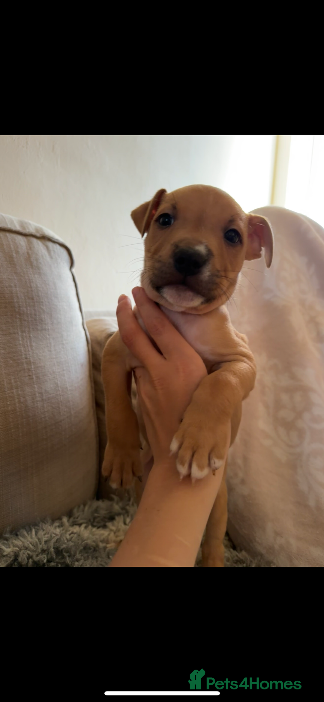 Mixed Breed dogs for sale: Staffie cross puppies  - Image 7