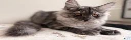 Maine Coon cats for sale: ONLY 3 TICA REG GIRLS LEFT FROM LICENSED BREEDERS - Advert 10