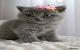 British Shorthair cats for sale: ❤️British Shorthair Kittens GCCF -Ready December  - Image 2