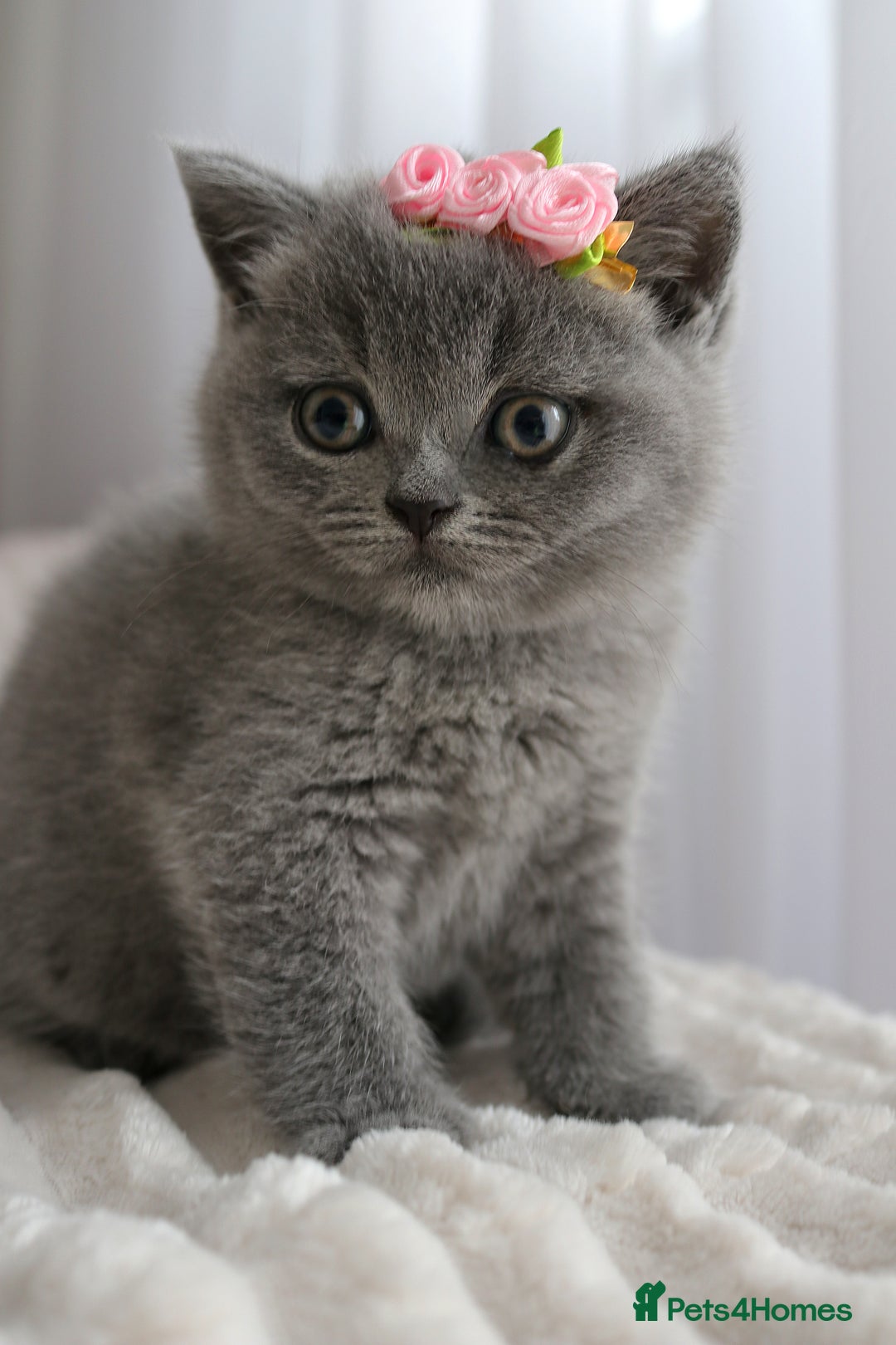 British Shorthair cats for sale: ❤️British Shorthair Kittens GCCF -Ready December  - Image 2
