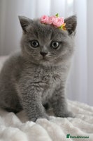 British Shorthair cats - Advert 13