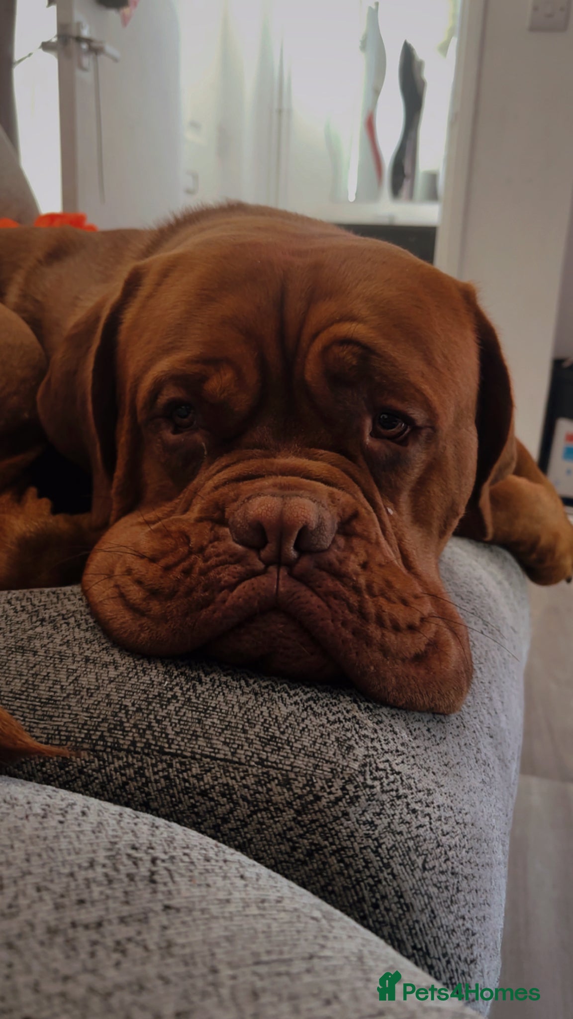 Dogue De Bordeaux dogs Beautiful big boy  - Advert 2