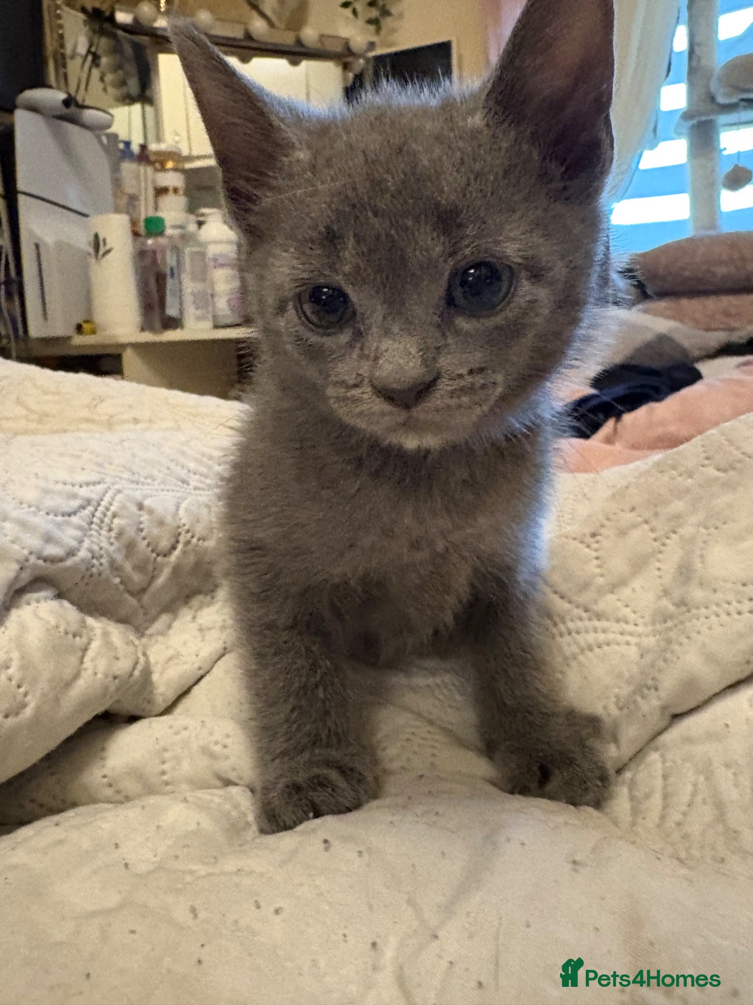Russian Blue cats for sale: Blue Russian kittens - Advert 23