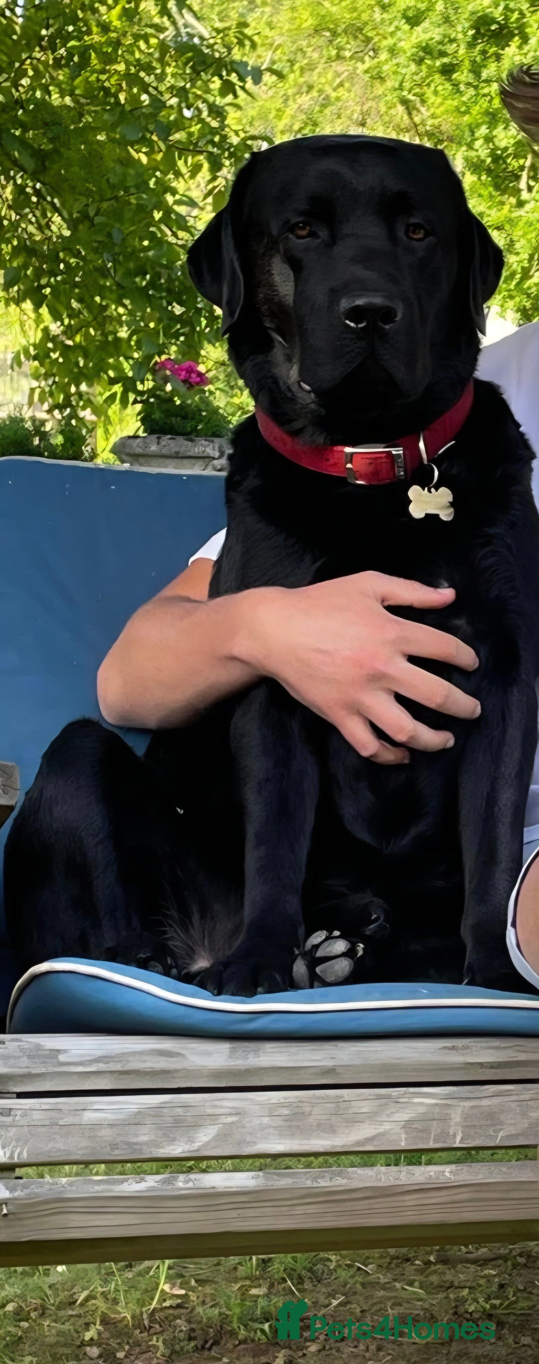 Labrador Retriever dogs for sale: KC Registered Health Tested Labrador puppies - Advert 6