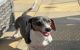 Miniature Dachshund dogs for sale: Beautiful blue and white miniature dachshund  - Image 1