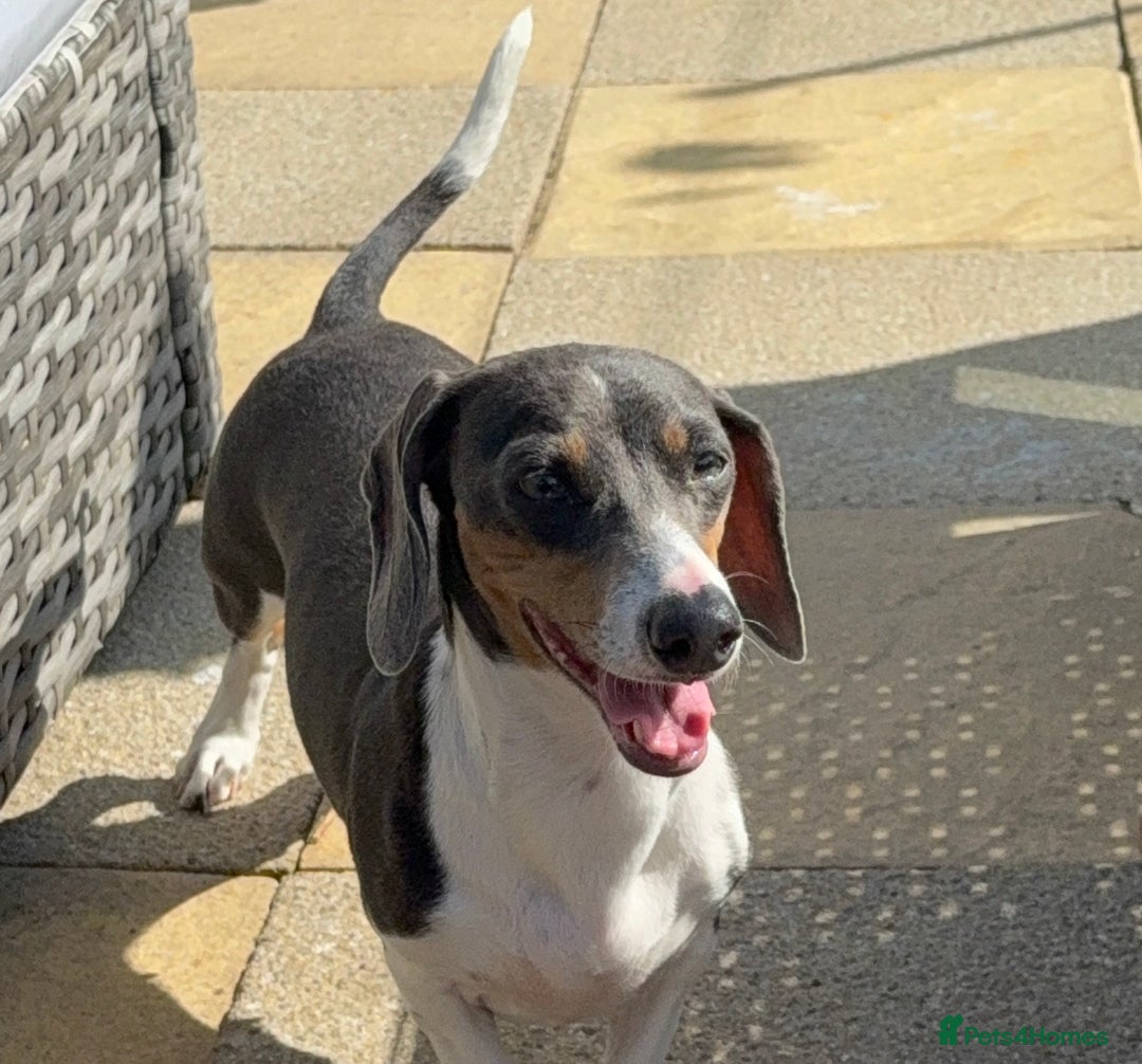 Miniature Dachshund dogs for sale: Beautiful blue and white miniature dachshund  - Image 1