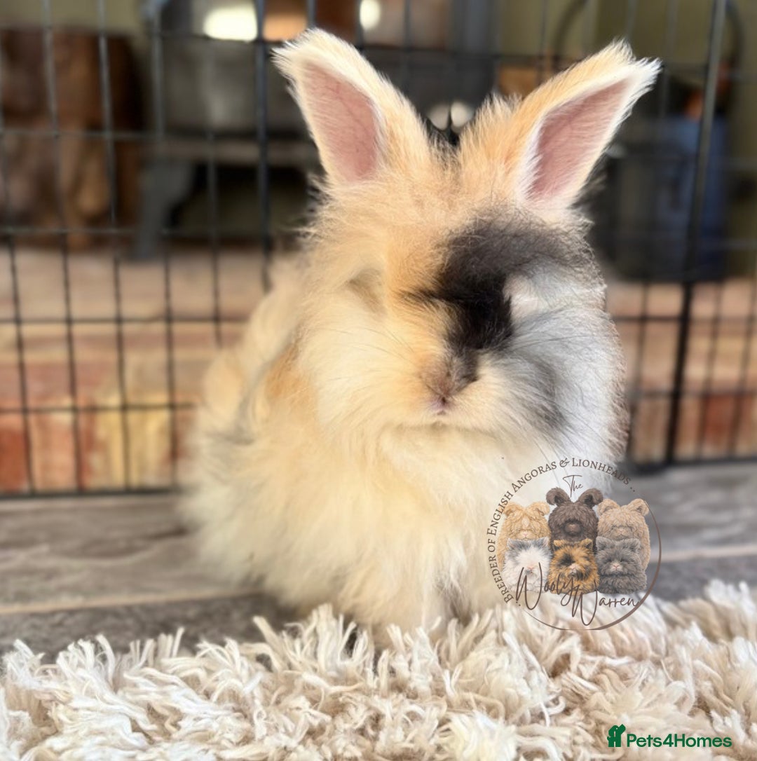 Angora rabbits for sale: Fully Vaccinated English Angoras ♥️ - Advert 11