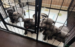 Staffordshire Bull Terrier dogs for sale: Staffordshire bull terrier puppies  - Image 7