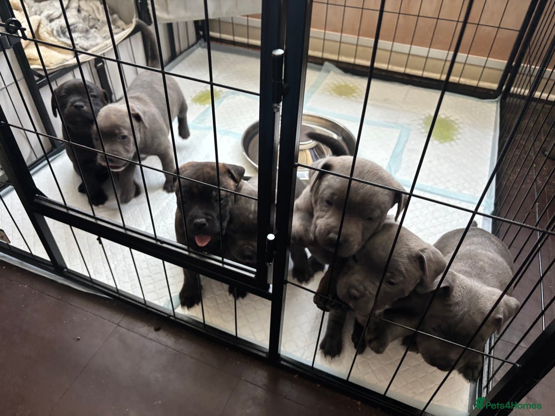 Staffordshire Bull Terrier dogs for sale: Staffordshire bull terrier puppies  - Image 7
