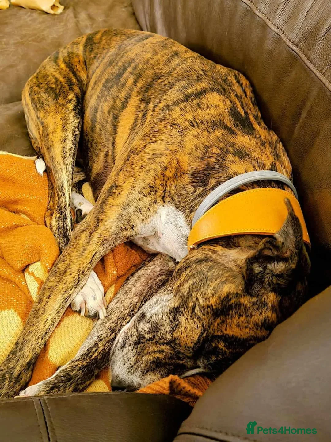 Mixed Breed dogs for adoption: Meet Oscar, currently residing in Oxfordshire  in Abingdon - Advert 17