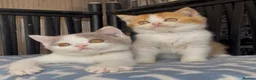 British Shorthair cats for sale: Beautiful BSH champion line two boys  - Advert 13
