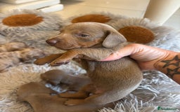 Dachshund dogs for sale: Dachshund Isabella dapple puppies  - Image 6