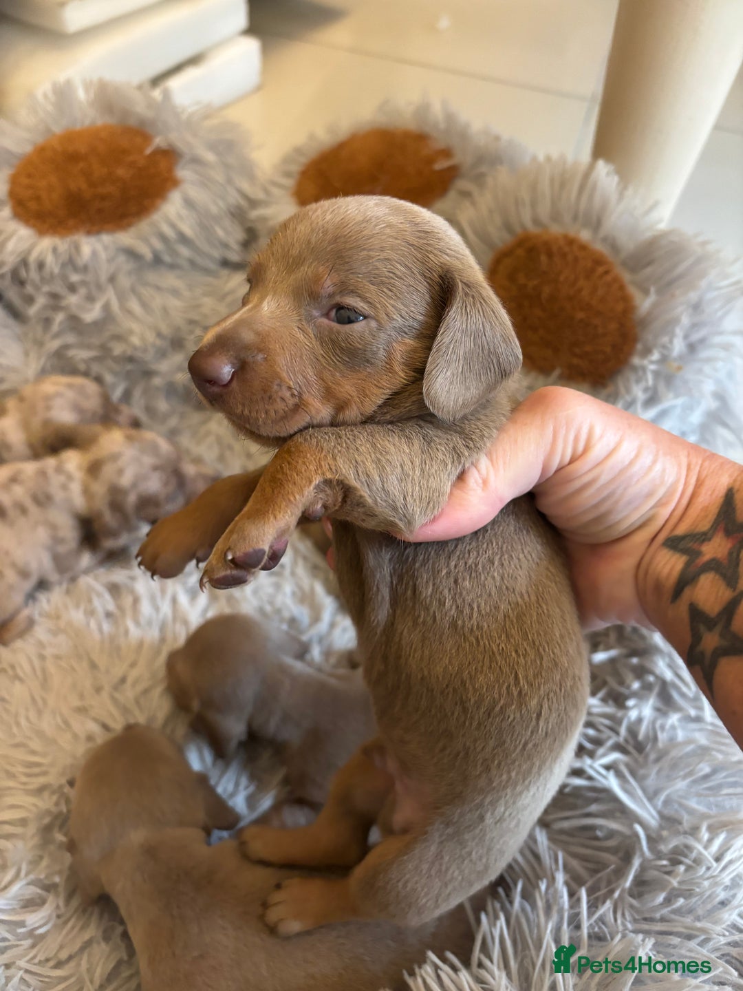 Dachshund dogs for sale: Dachshund Isabella dapple puppies  - Image 6