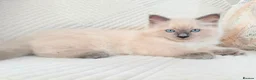 Ragdoll cats for sale: 3 male kittens  - Advert 2