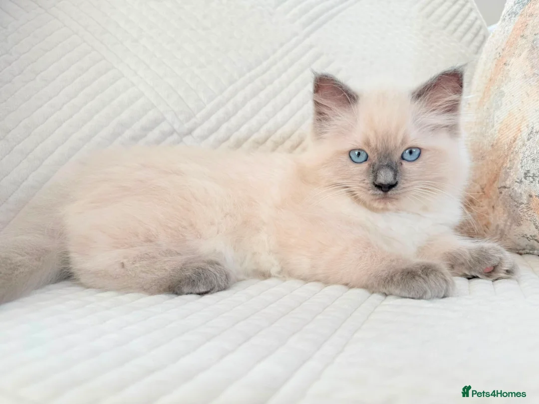 Ragdoll cats for sale: 3 male kittens  - Advert 2