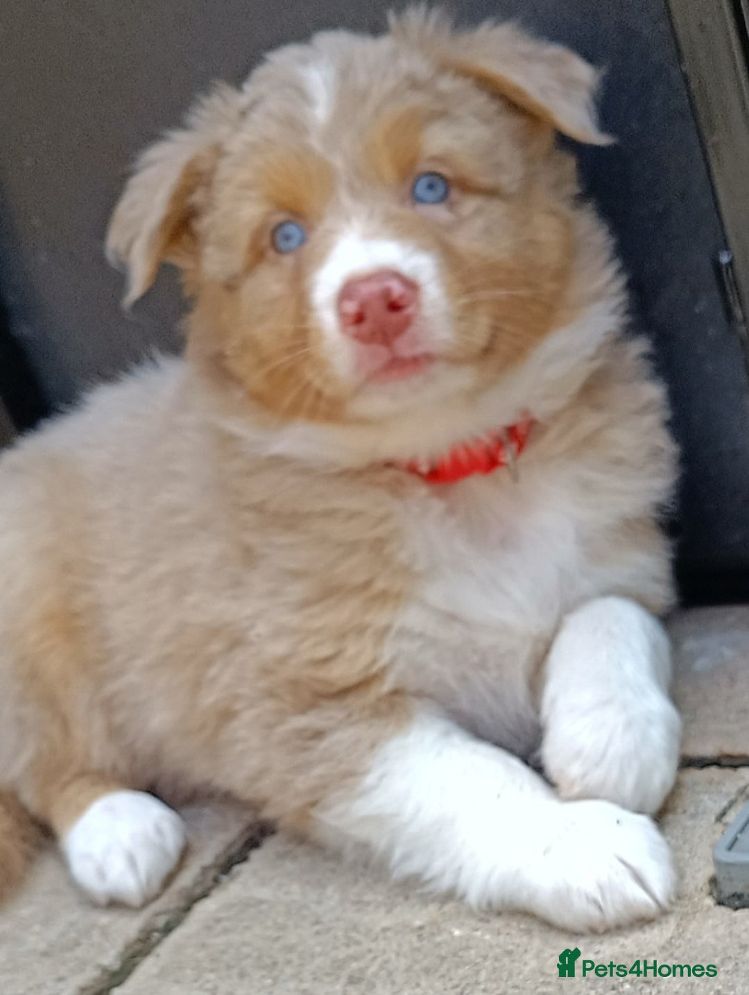 Australian Shepherd dogs for stud: Australian shepherd for stud - Advert 9